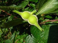 Hazelnut Dry Fruit