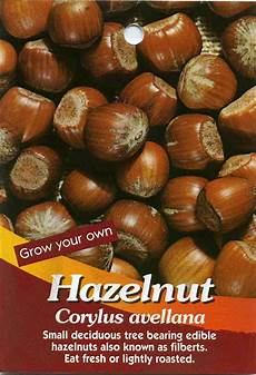 Small Size Hazelnuts