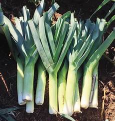 Blanched