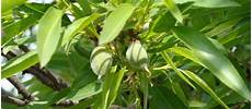 Datça Almonds