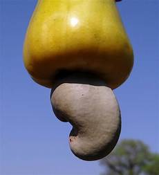 Dried Nut