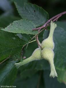 Hazelnuts In Shell