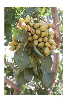 Pistachio